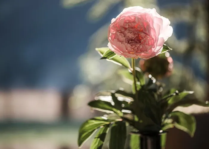 Aparthotel Stacherhof